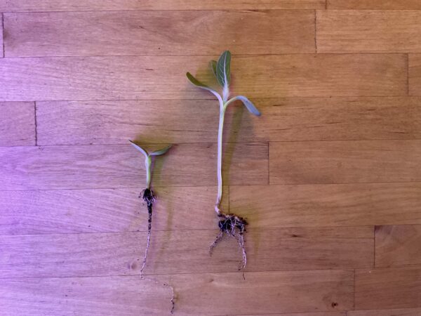 Les cotylédons et les premières vraies feuilles de tournesol