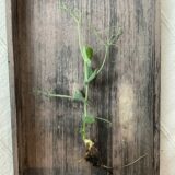 Une micropousse de pois vrillé avec sa racine