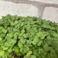 Canopée de micropousses de brocoli