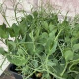 Canopée de micropousses de pois vrillé