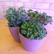 La jardinière de couleur taupe accueille trois pots de microupousses