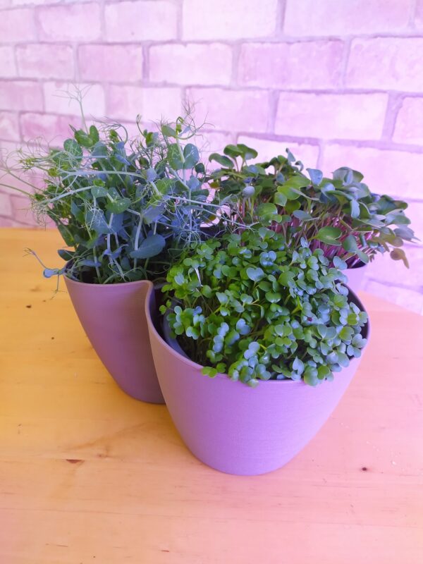 La jardinière de couleur taupe accueille trois pots de microupousses