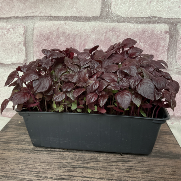 Micropousse de shiso pourpre en barquette