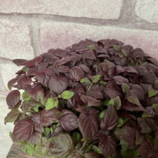 Shiso pourpre, micropousses